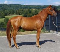 Vente de cheval : Lhazil Al DArb