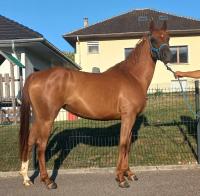 Vente de cheval : Keltoum Bint Seaukoa