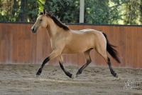 Vente de poney