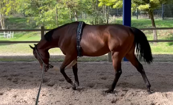 Vente de cheval : Phoenix Bird
