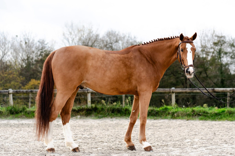 Vente de cheval : Brilloso du feu