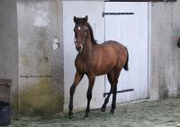 Vente de cheval : Manolo XII