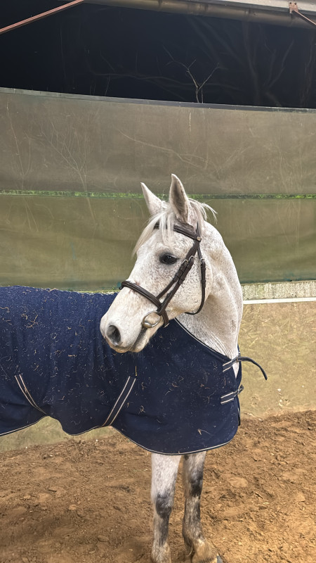 Vente de cheval : Danakil du roc 
