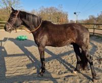 Vente de cheval : Sandro Chic de lunzy