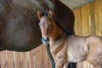 Vente de cheval : Notos ElMad