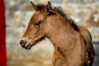 Vente de cheval : Pnlope ElMad
