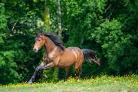 Vente de cheval : Lothar ElMad