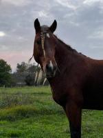 Vente de cheval : KOCHISE DES CHARMEAUX