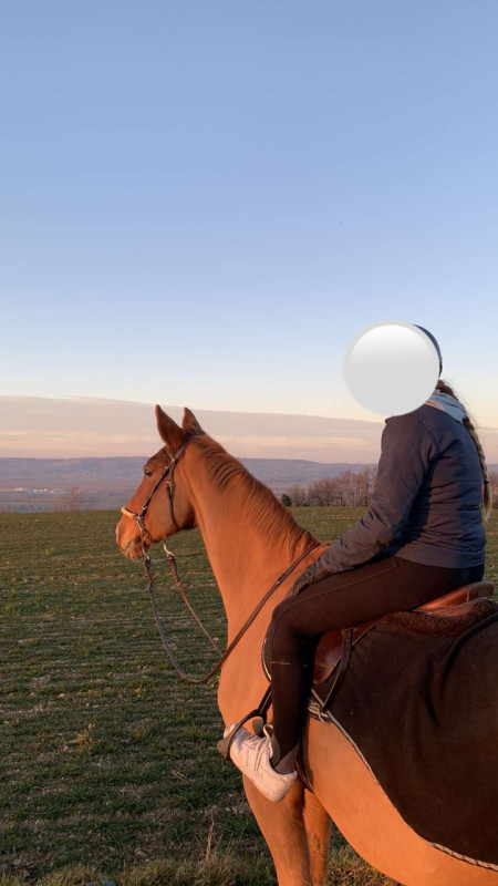 Vente de cheval : Swing de Bedon