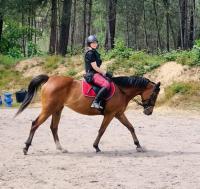 Vente de cheval : Rocker Girl