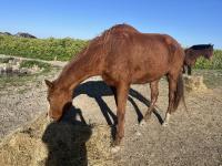 Vente de cheval : mialine