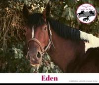 Vente de poney