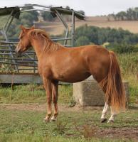 Vente de poney