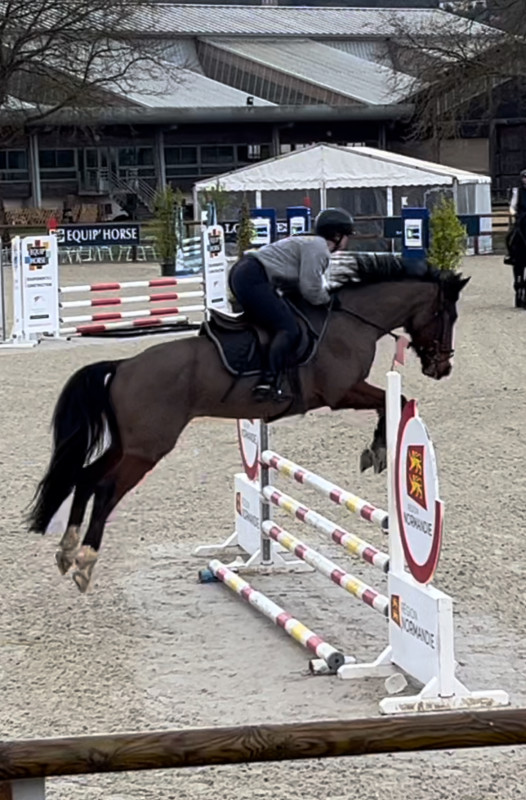 Vente de cheval : Onalo du vieux saule 
