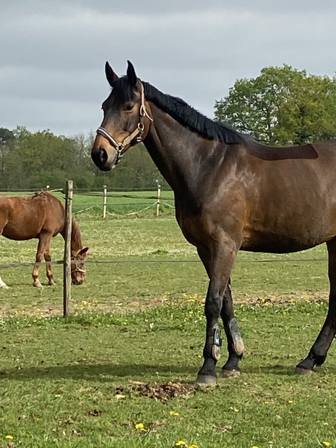 Vente de cheval : Etamine de la valle 