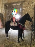Vente de cheval : Iron Black Fame 