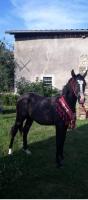 Vente de cheval : Iron Black Fame 
