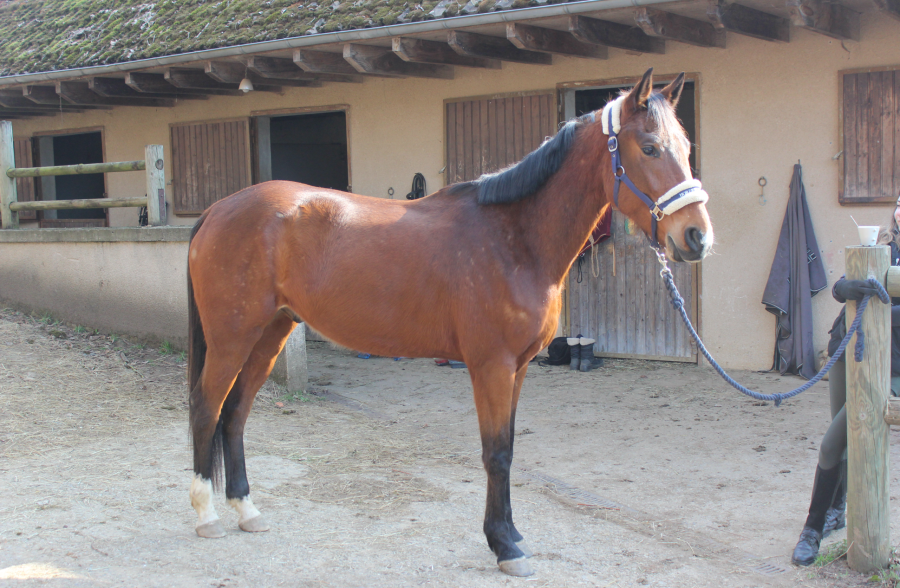 Vente de cheval : Jazz de Chanjac