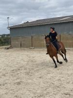 Vente de cheval : Thor