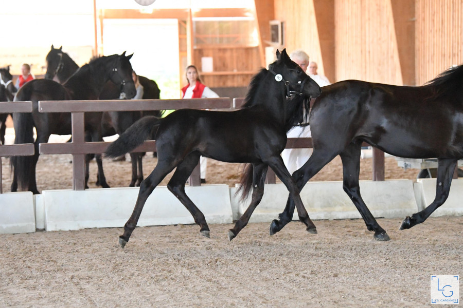 Vente de cheval : Shaka du VDCN 