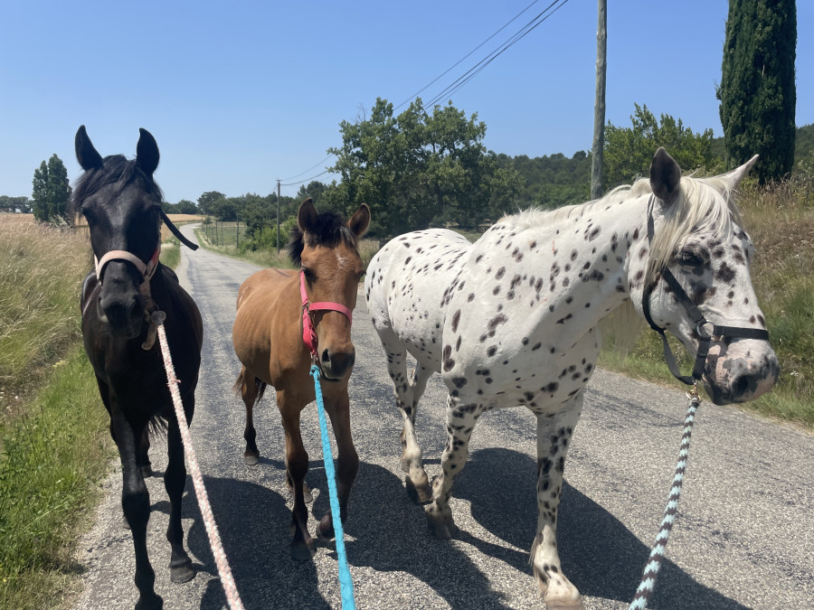 Vente de cheval : Orus de Saumelongue 
