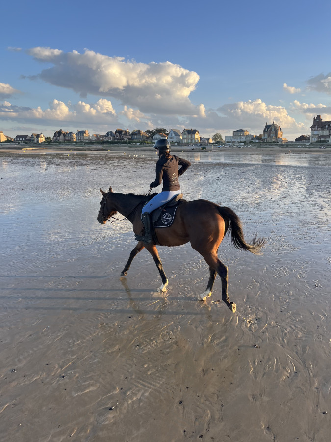 Vente de cheval : Shayzar