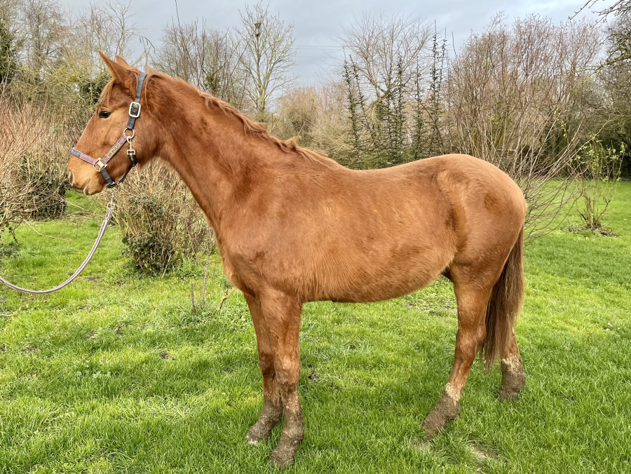 Vente de cheval : Lgendaire