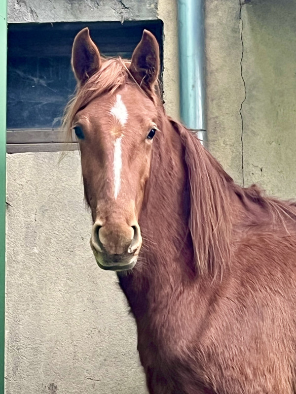 Vente de cheval : Lgendaire