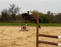 Vente de cheval : KOREA DE SPERETOUT