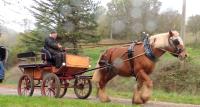 Vente de cheval : eden