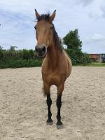 Vente de cheval : Very 