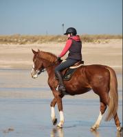 Vente de cheval : Billie jean d'o
