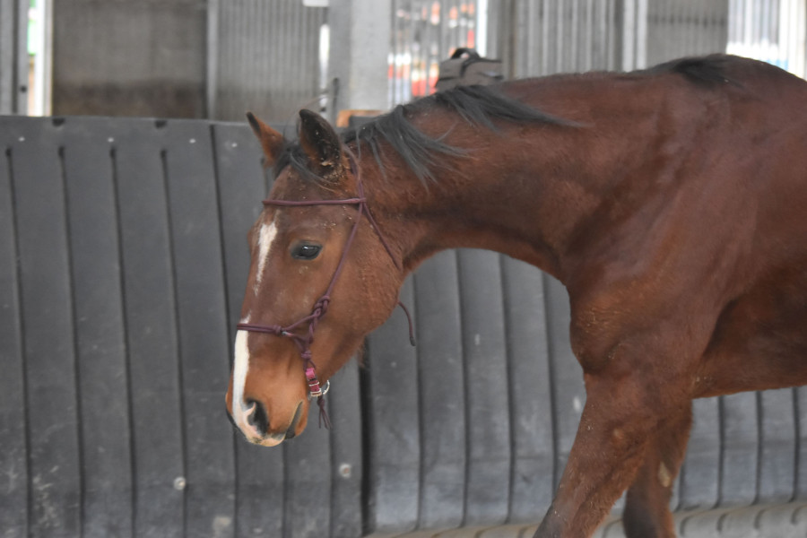 Vente de cheval : Keo de bailly