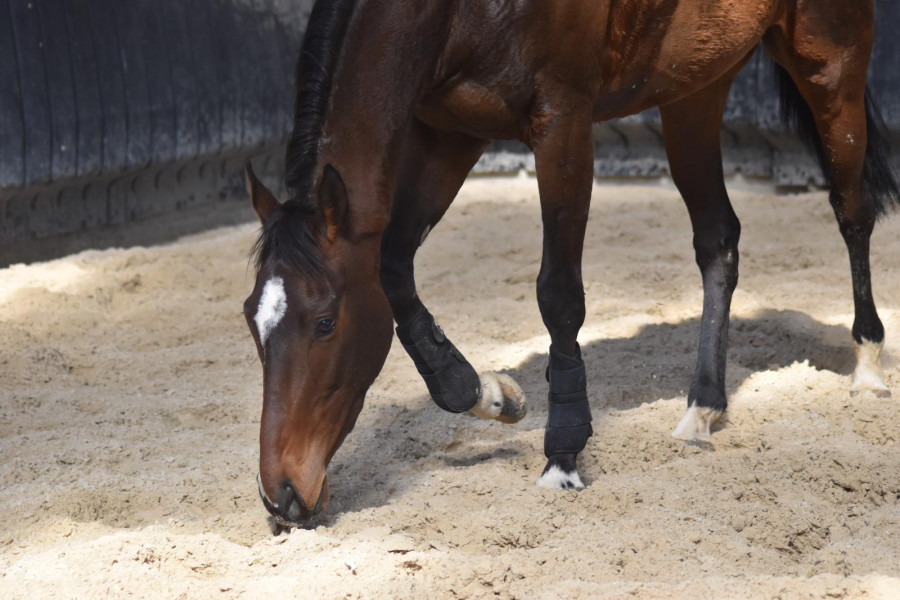 Vente de cheval : Could be