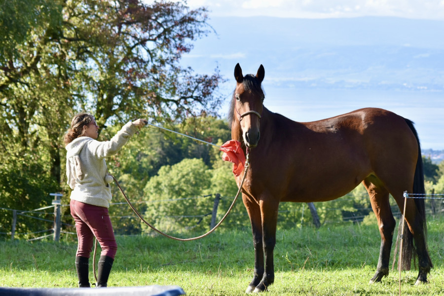 Vente de cheval : Jersey d?eole