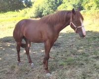 Vente de cheval : Mango du lavoir