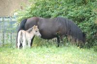 Vente de poney