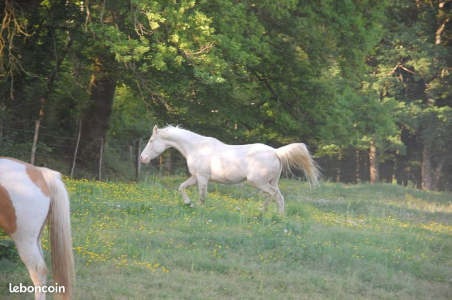 Vente de cheval : vAIKA