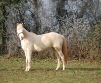 Vente de cheval : Vaika