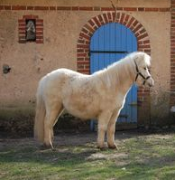 Vente de poney