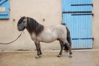 Vente de poney