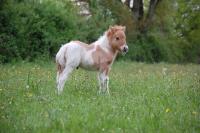 Vente de poney
