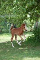 Vente de poney