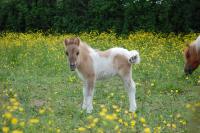 Vente de poney