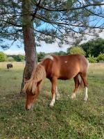 Vente de poney