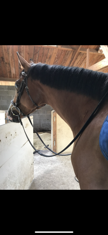 Vente de cheval : Give me a kiss