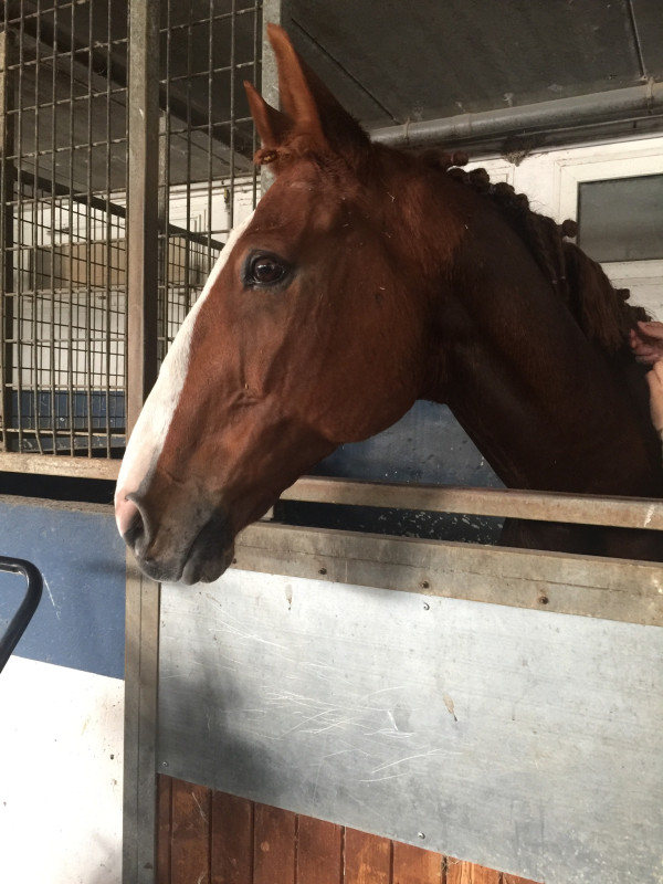 Vente de cheval : Quesberoy chauprade
