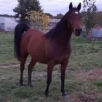 Vente de cheval : Iris de grange basse