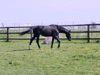 Vente de cheval : Manatan des Meulires