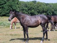 Vente de cheval : Nirvana des Meulieres